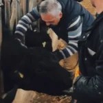 26-ilde-hayvan-sagligi-seferberligi-asilama-ve-hastalik-taramalari-suruyor-hAK5mlLJ.webp