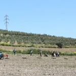 bursa-niluferden-konakliya-800-zeytin-fidani-7x1Hr2re.webp