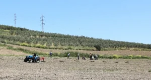 bursa-niluferden-konakliya-800-zeytin-fidani-7x1Hr2re.webp