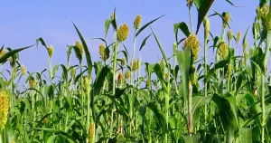 izmirde-ureticilere-sorgum-sudan-otu-tohumu-dagitildi-IByy9Ud9.webp