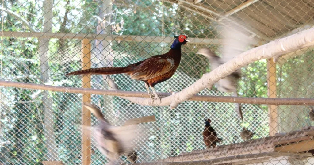 kahverengi-kokarcaya-karsi-sulun-destegi-9Uc8Qan3.webp