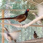 kahverengi-kokarcaya-karsi-sulun-destegi-9Uc8Qan3.webp