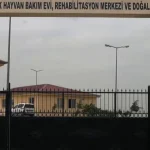 siirtte-sokak-hayvanlari-icin-dev-proje-Q1uVvH4D.webp