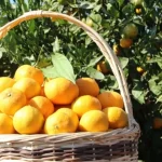 tarim-ufede-turuncgiller-zirvede-jmWvOYpj.webp