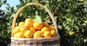 tarim-ufede-turuncgiller-zirvede-jmWvOYpj.webp