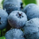 yaban-mersini-ureticileri-icin-bursada-tek-catida-uludag-blueberry-birligi-kuruldu-YsZ8byEW.webp