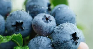 yaban-mersini-ureticileri-icin-bursada-tek-catida-uludag-blueberry-birligi-kuruldu-YsZ8byEW.webp