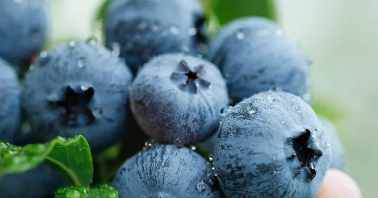 yaban-mersini-ureticileri-icin-bursada-tek-catida-uludag-blueberry-birligi-kuruldu-YsZ8byEW.webp
